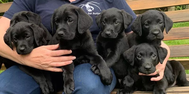 trundl Walk for Charity | Dogs For Autism