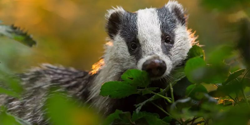 trundl Walk for Charity | Sussex Wildlife Trust