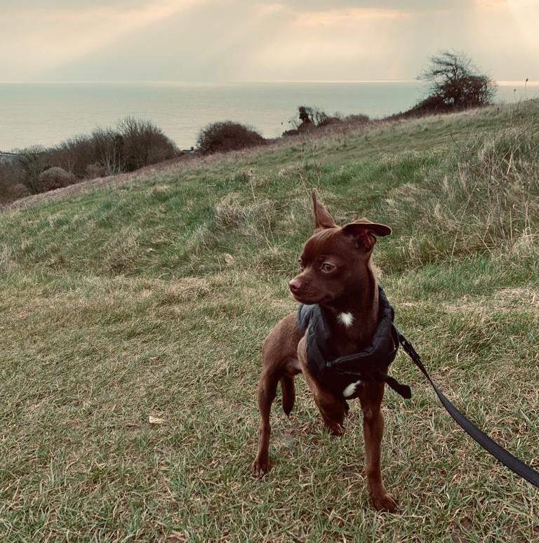 trundl walking app | Turn your daily dog walking into acts of generosity