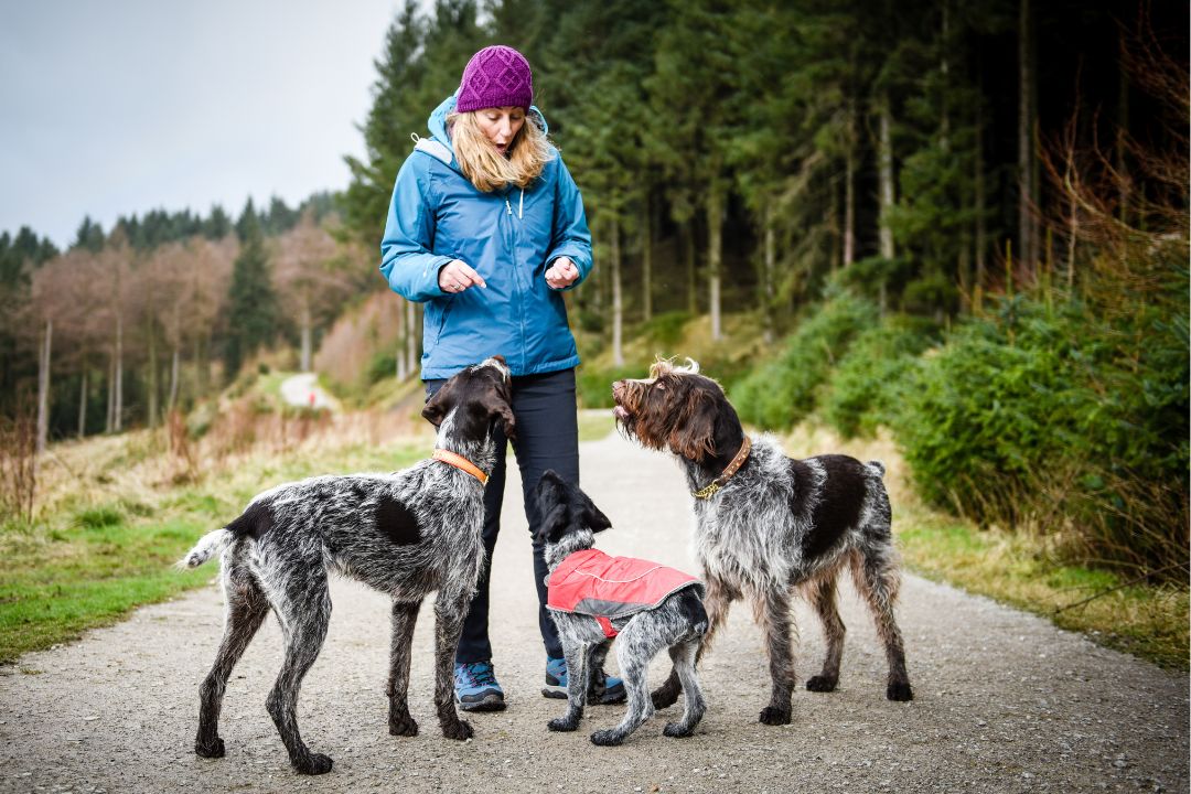 Hil Mines founder of walking for charity app founder is out walking outdoors in winter and has met 3 friendly dogs